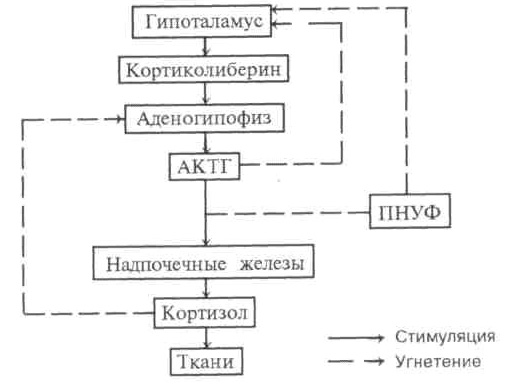 Влияние ПНУФ на ингибирование стимуляции кортикостероидов адренокортикотропным гормоном 