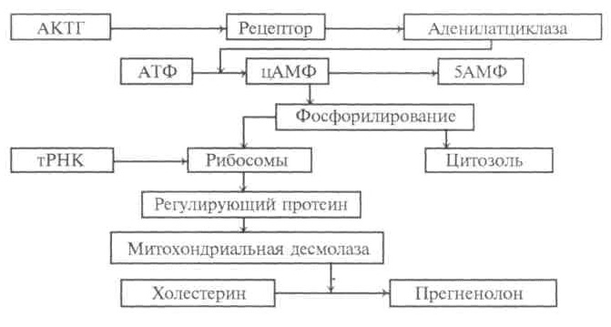 Влияние ПНУФ на ингибирование стимуляции кортикостероидов АКТГ