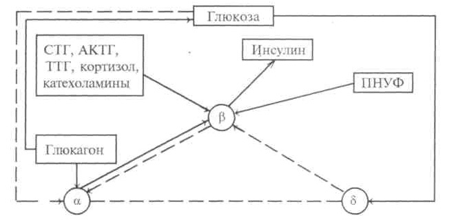 Механизм обратной связи между секрецией инсулина, гликемией и модуляционными гормональными факторами; α, β, γ — клетки поджелудочной железы