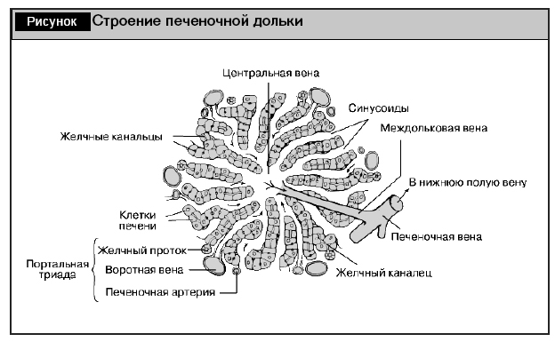 Центральная Вена Где Находится У Человека Фото