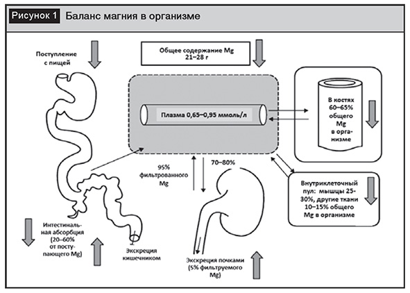 Реферат: Обмен Магния в организме животных