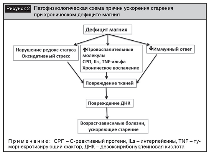 Реферат: Обмен Магния в организме животных