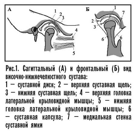 Мыщелки нижней челюсти