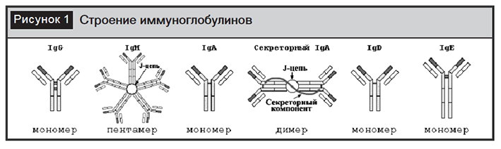 Группа иммуноглобулинов. Строение иммуноглобулина g биохимия. Схема молекулы иммуноглобулина g микробиология. Классы иммуноглобулинов схема. Схема строения иммуноглобулина g.
